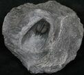 Exceptionally Prepared Leonaspis Trilobite - #13274-3